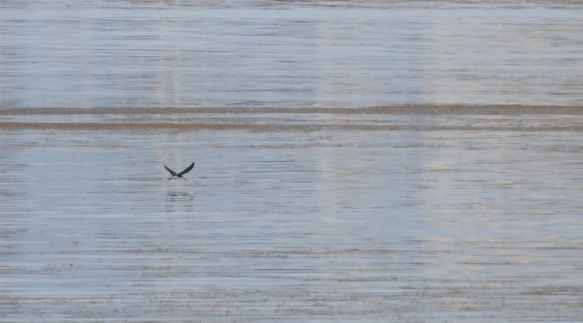 Bec-en-ciseaux noir - ML634857721