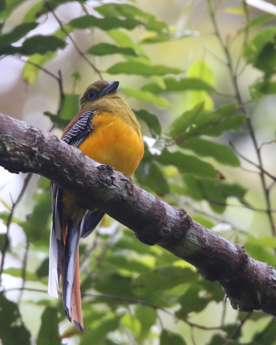 Orangebauchtrogon - ML634857728