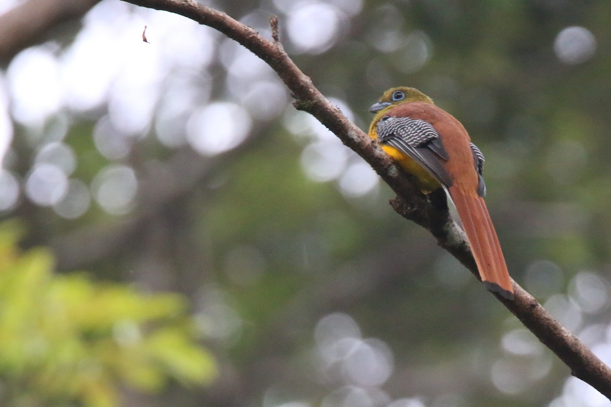Orangebauchtrogon - ML634857729