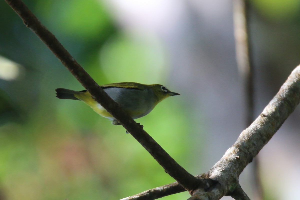 Hume's White-eye - ML634857809