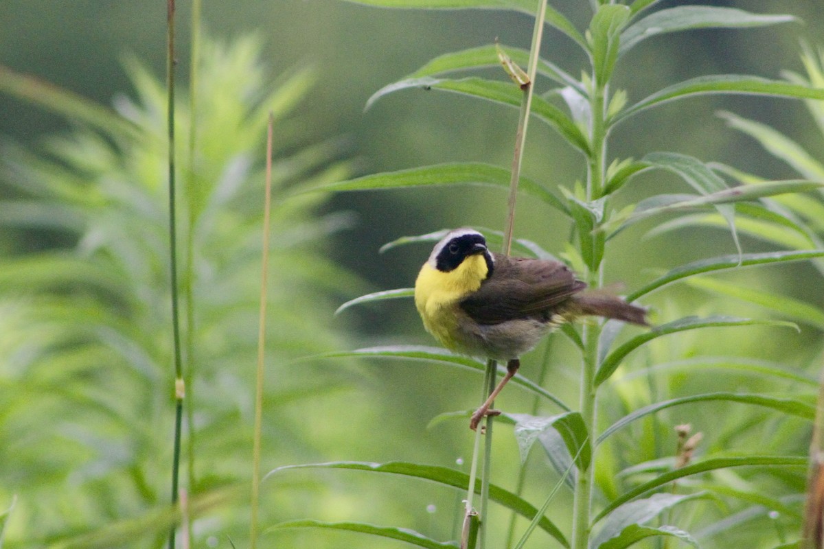 Common Yellowthroat - ML63485781