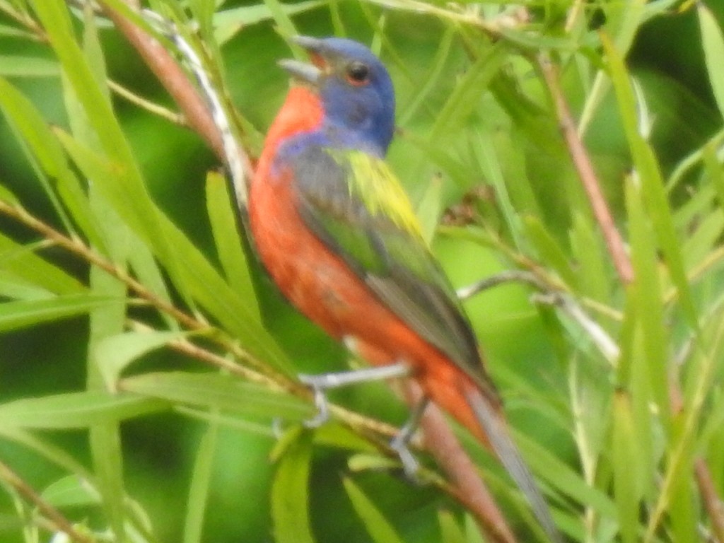 Painted Bunting - ML63485791