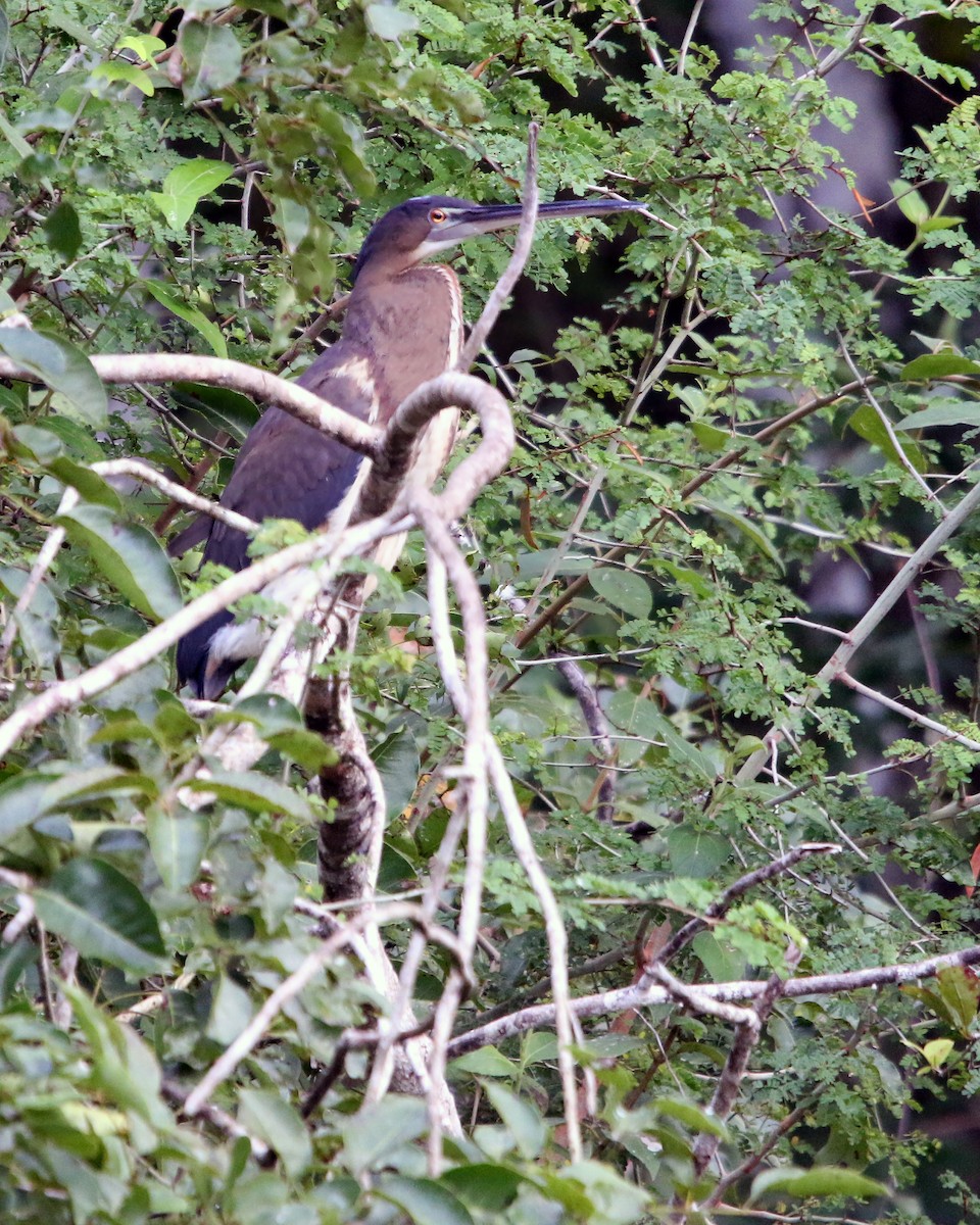Agami Heron - ML634857956