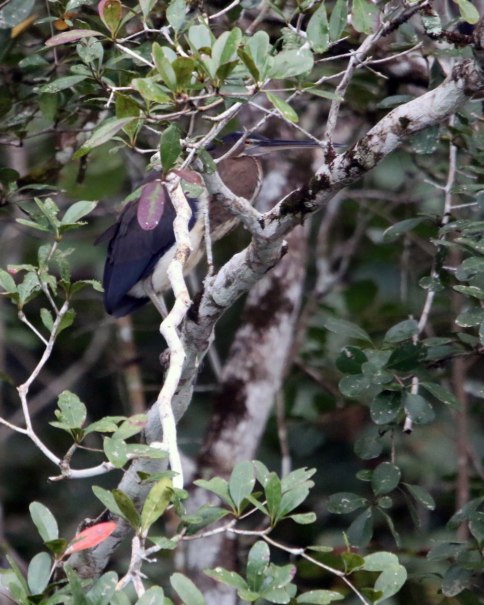 Agami Heron - ML634857957