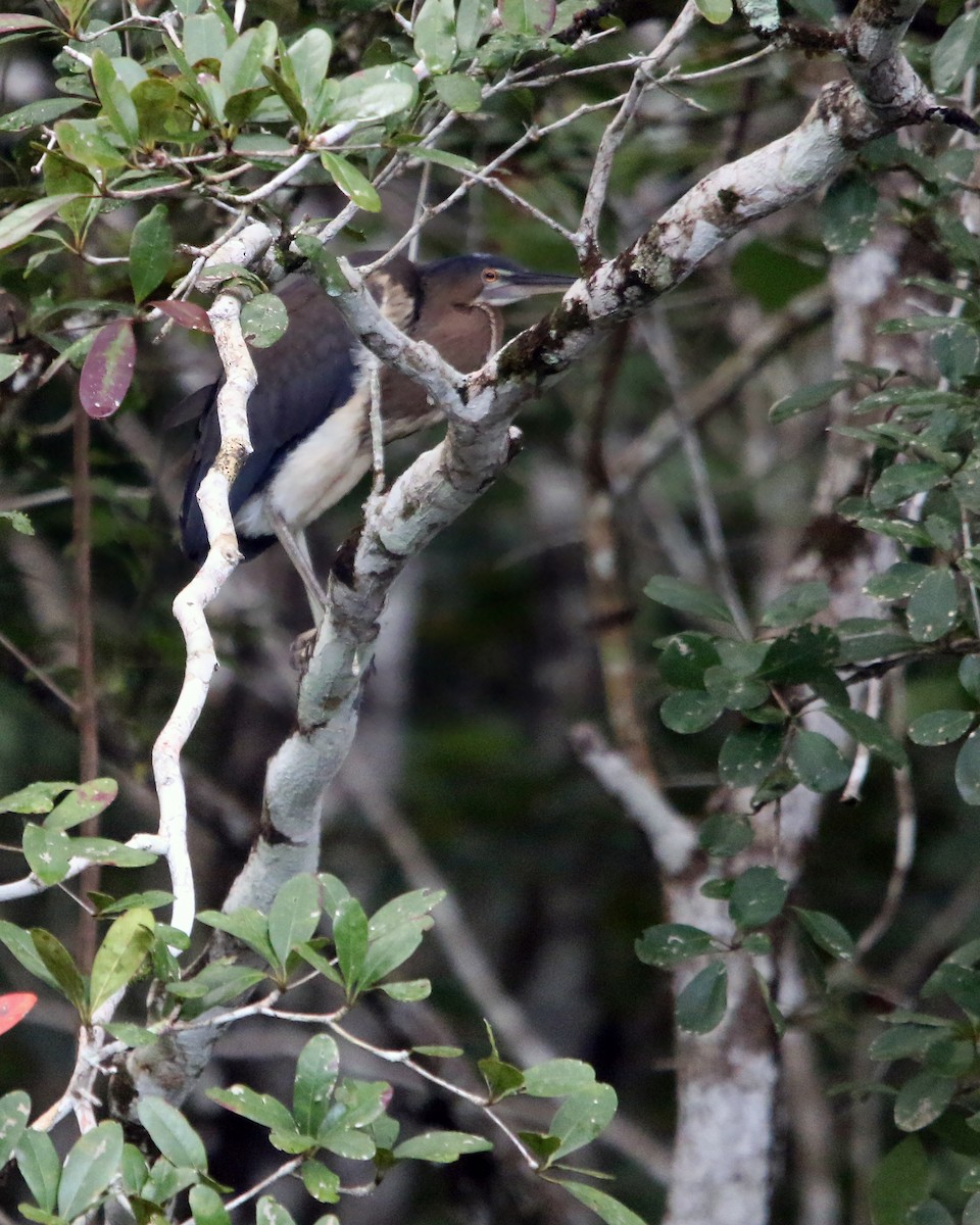 Agami Heron - ML634857958