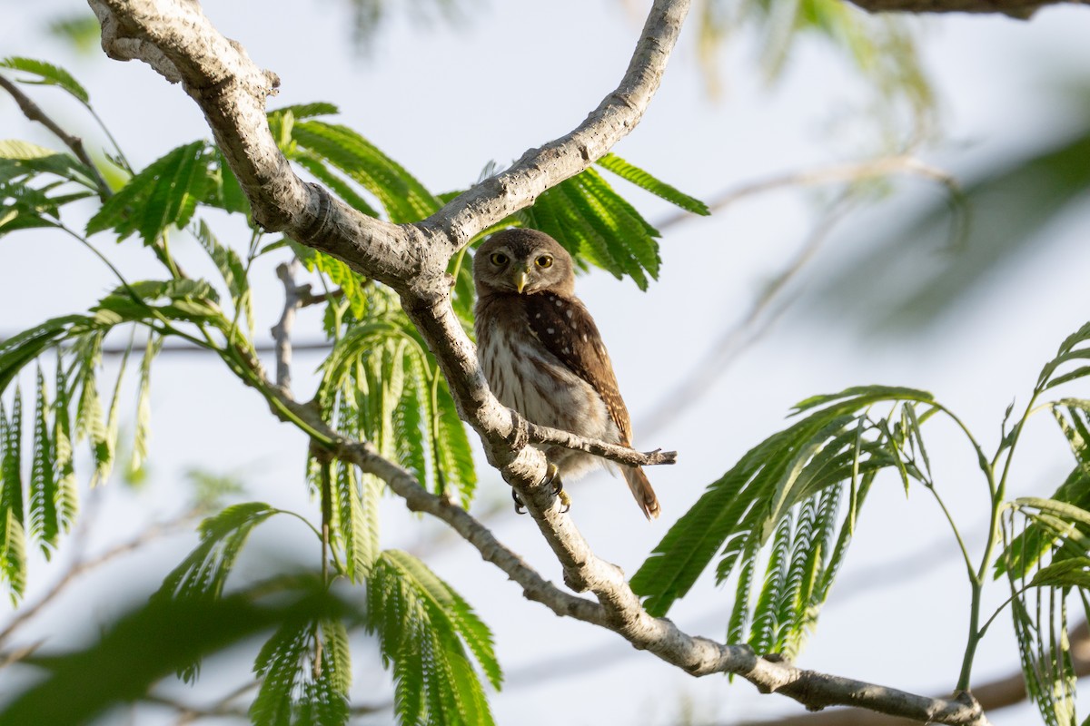 Ferruginous Pygmy-Owl - ML634858124
