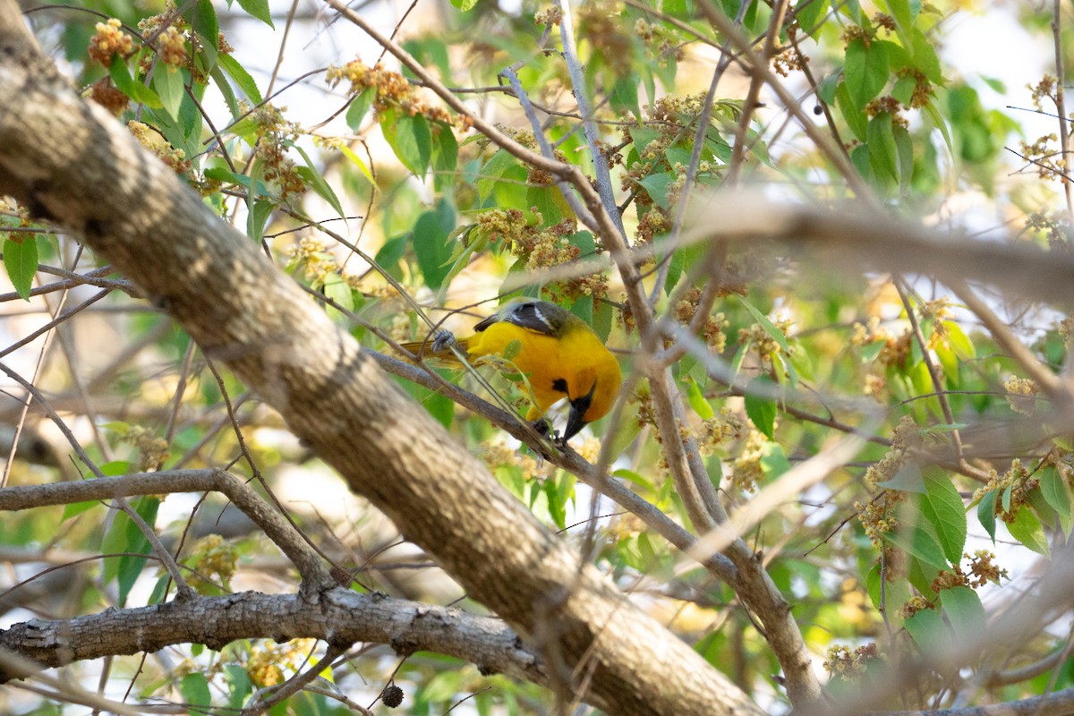 Altamira Oriole - ML634858161