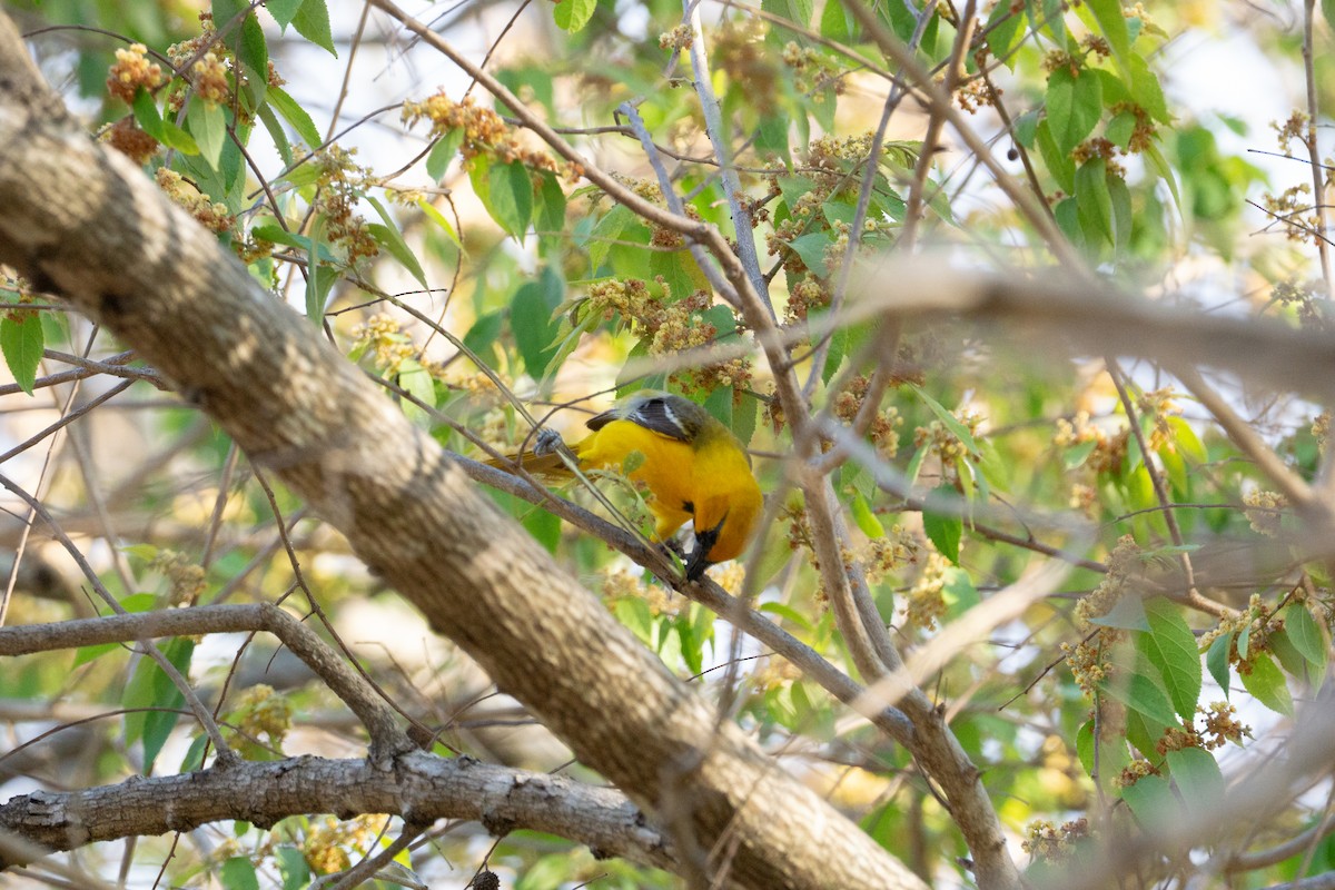 Altamira Oriole - ML634858162