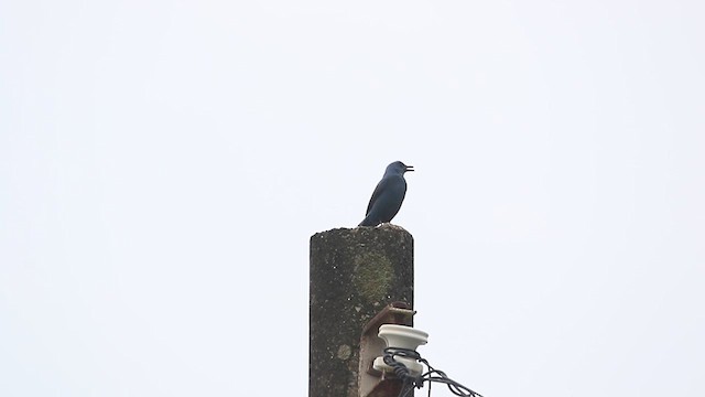 Blue Rock-Thrush (pandoo) - ML634858191