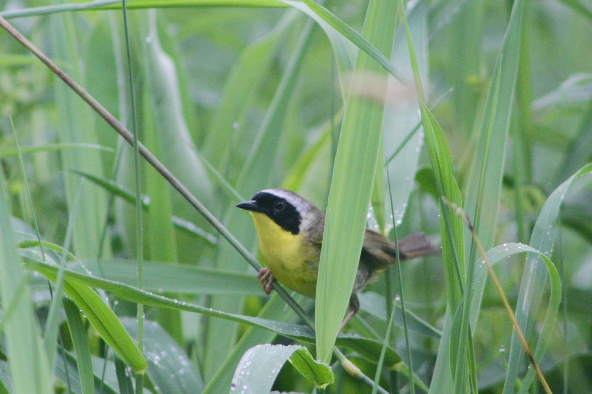 Paruline masquée - ML63485831