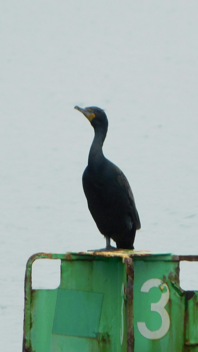 Ушастый баклан - ML634858398