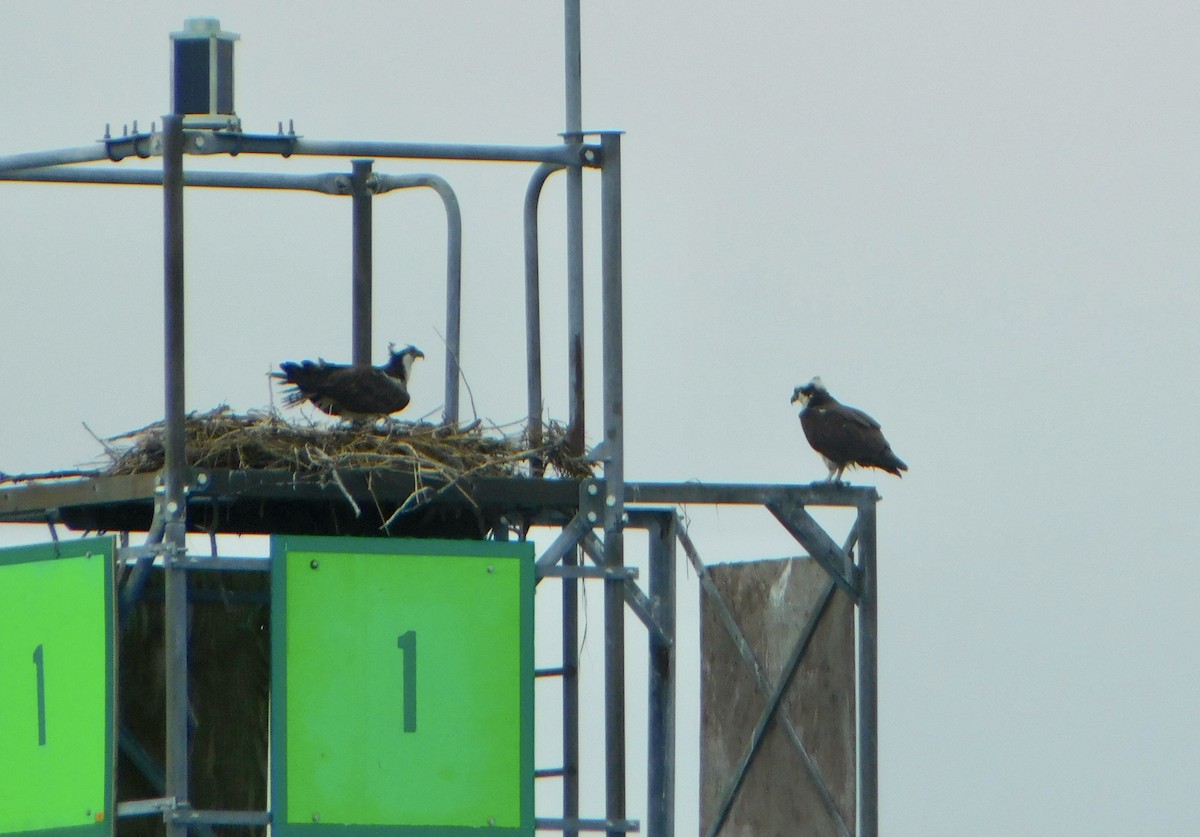 Скопа - ML634858436