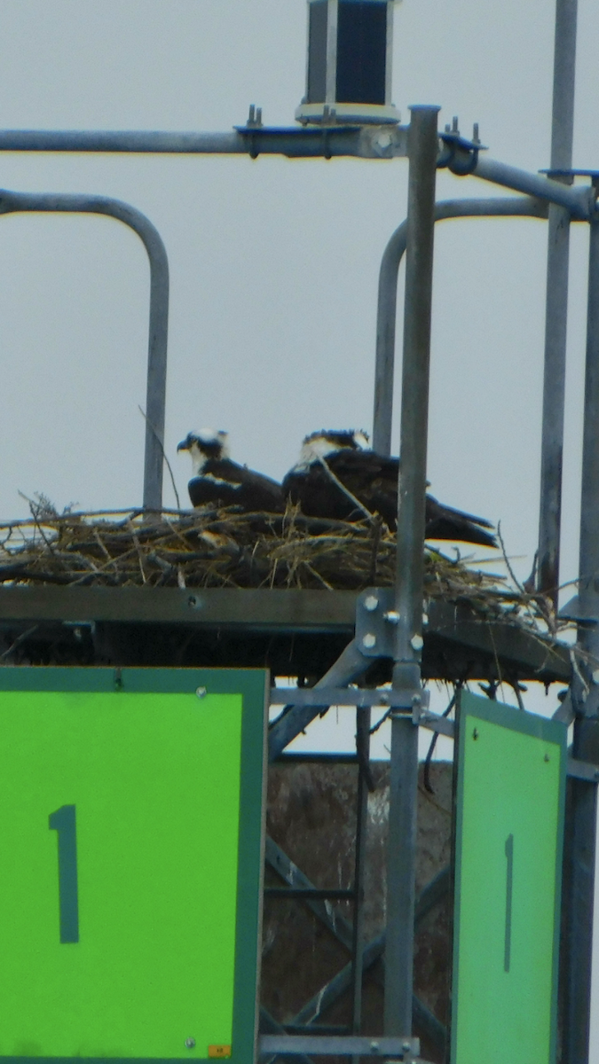 Скопа - ML634858437