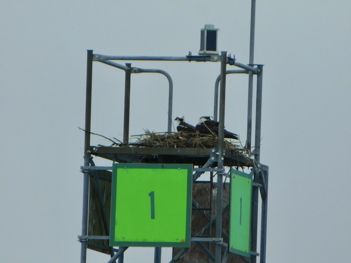 Скопа - ML634858438