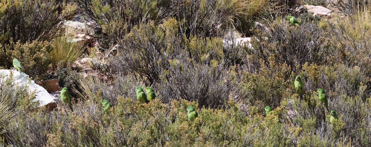 Mountain Parakeet - ML634858510