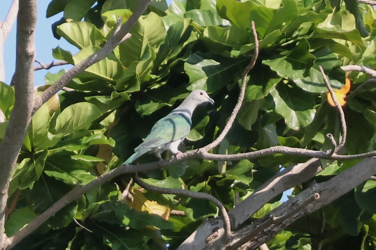 Green Imperial-Pigeon (Green) - ML634858571