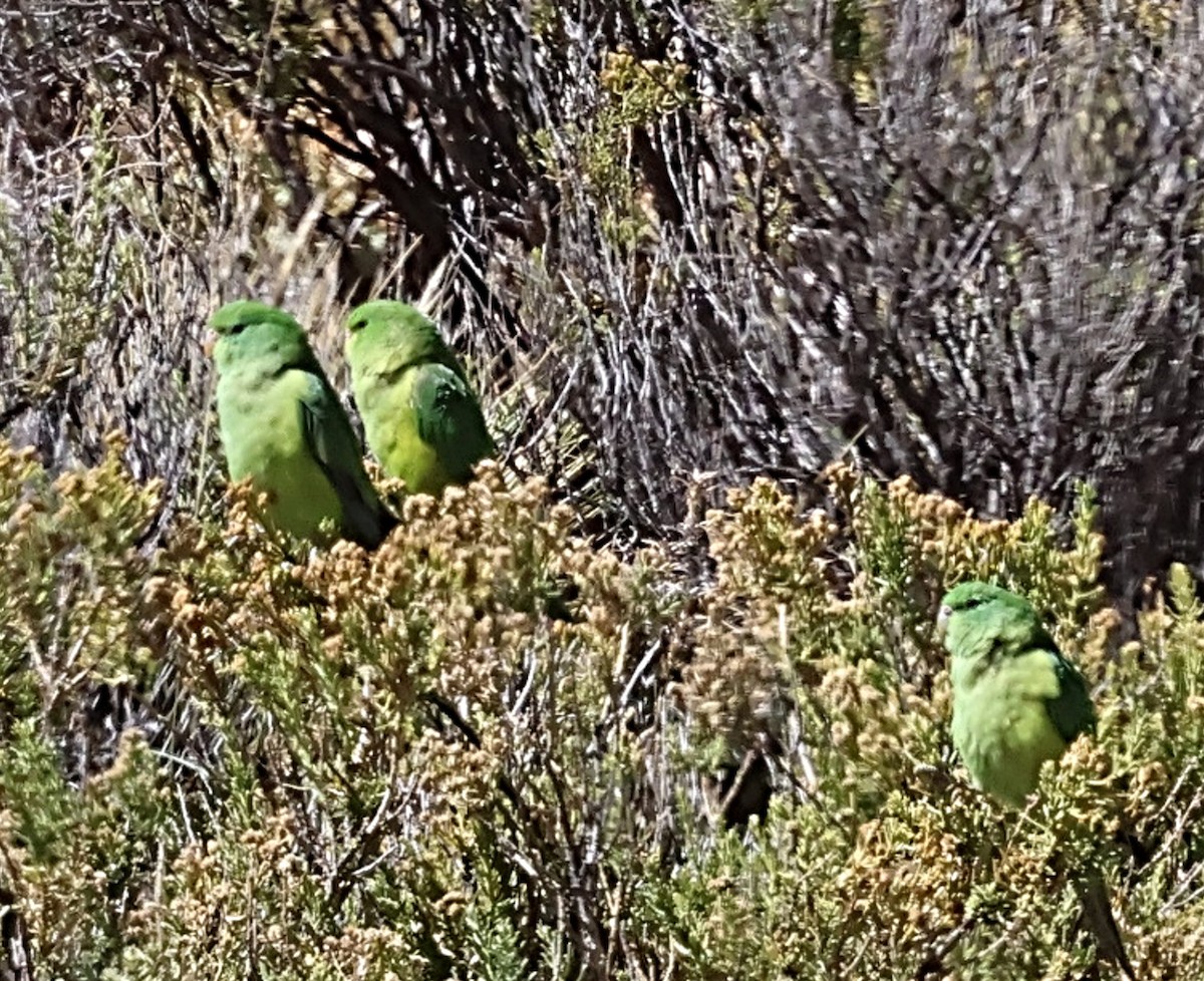 Mountain Parakeet - ML634858595