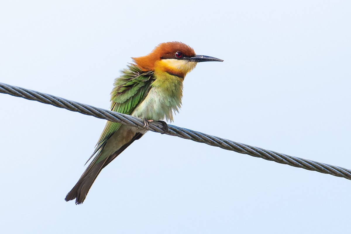 Chestnut-headed Bee-eater - ML634858644