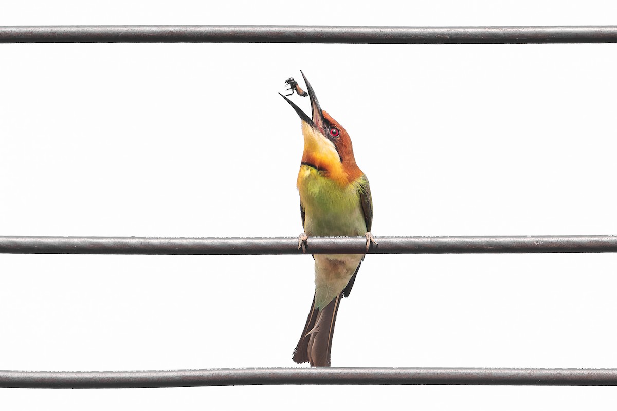 Chestnut-headed Bee-eater - ML634858645