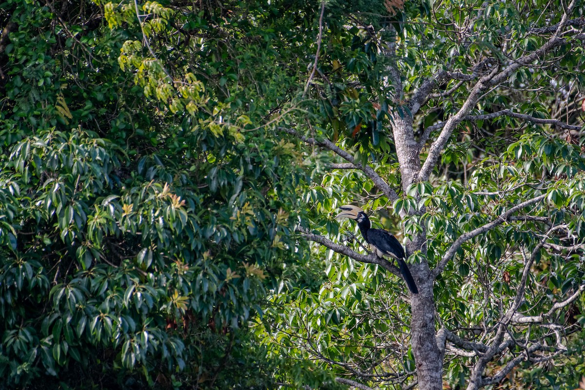 Oriental Pied-Hornbill - ML634858660