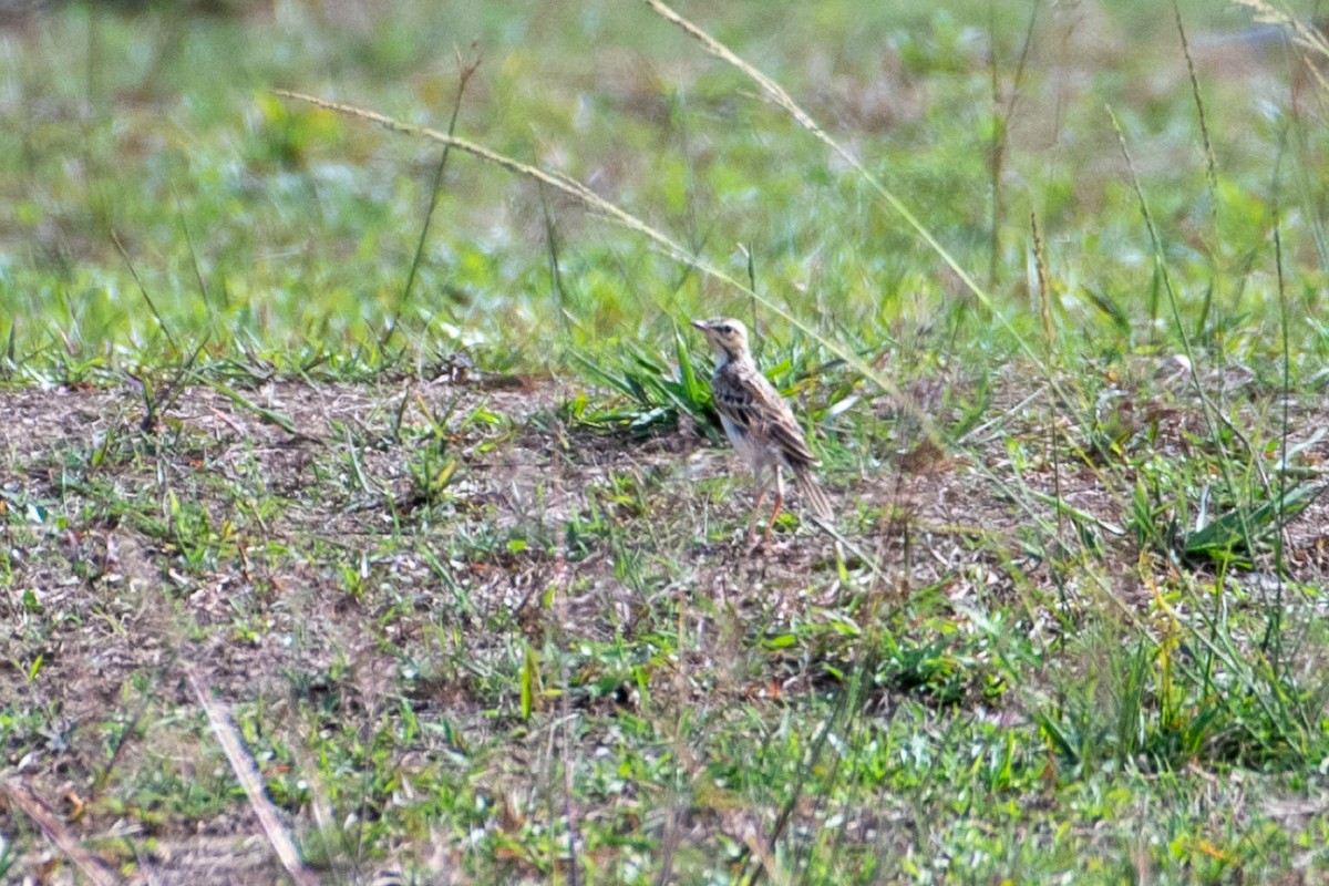Paddyfield Pipit - ML634858682