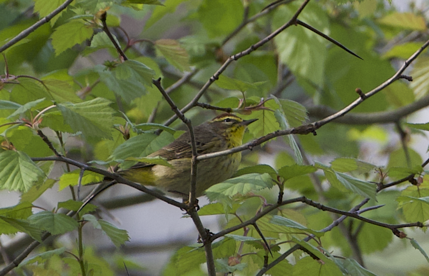 Palmenwaldsänger - ML634858818