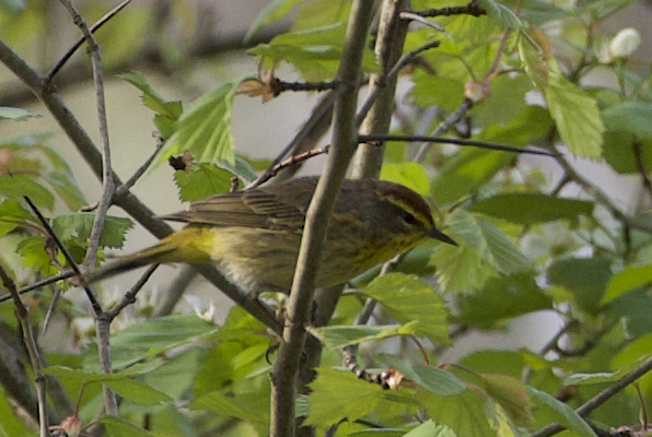 Palmenwaldsänger - ML634858905