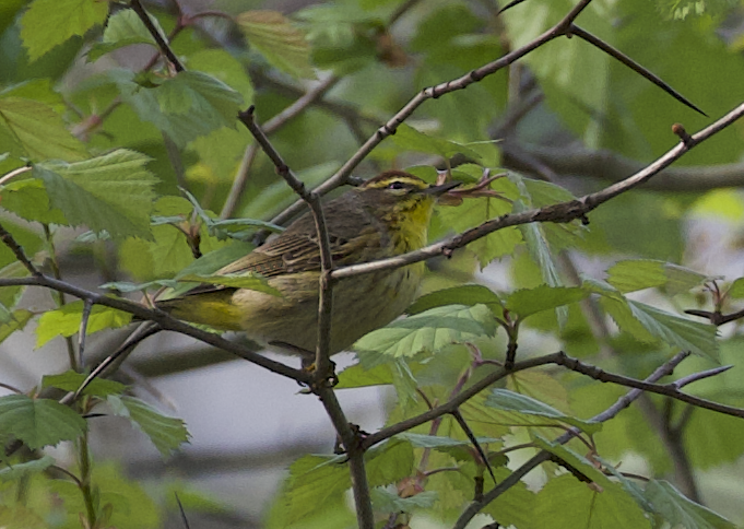 Palmenwaldsänger - ML634858906