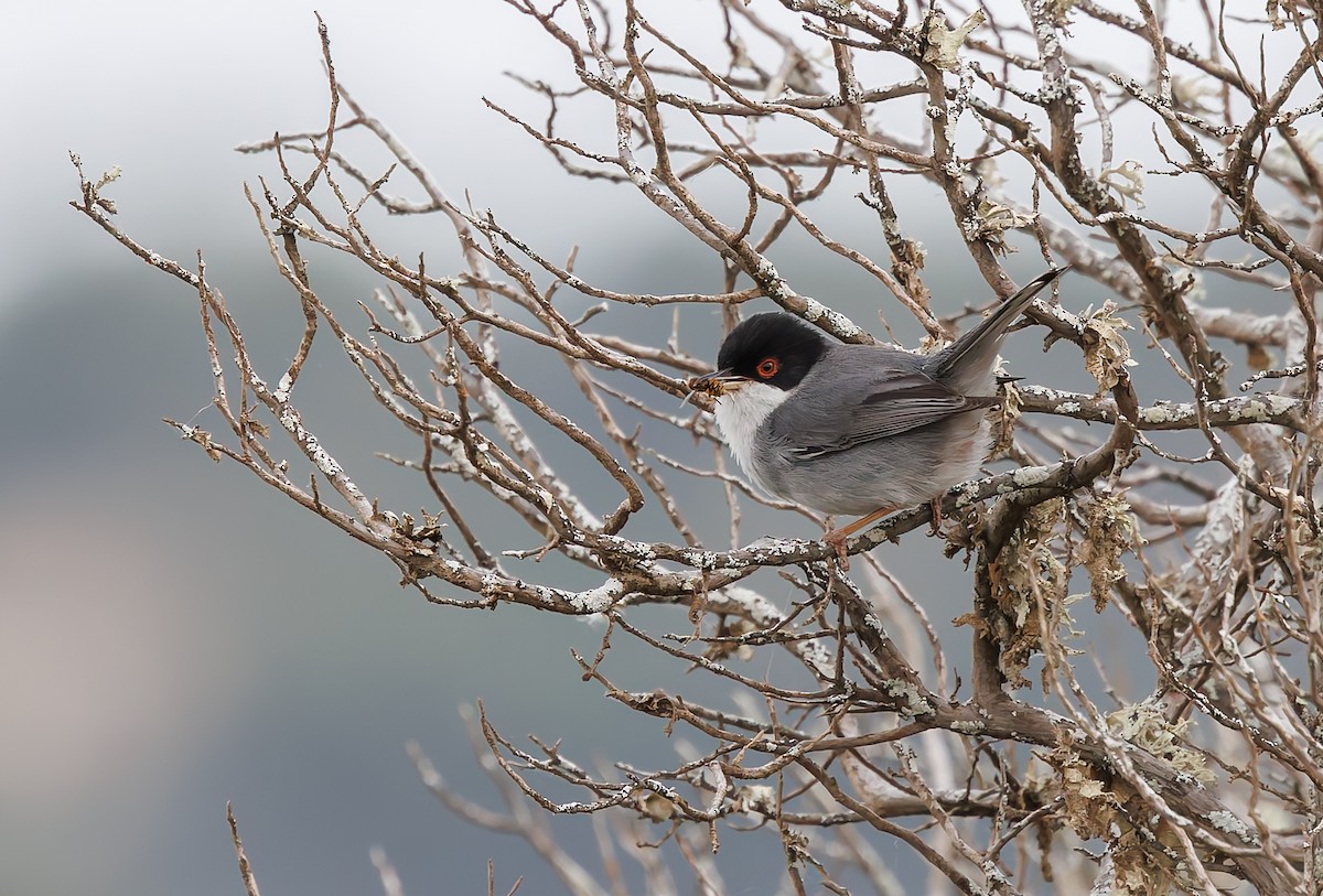 Sardinian Warbler - ML634859003