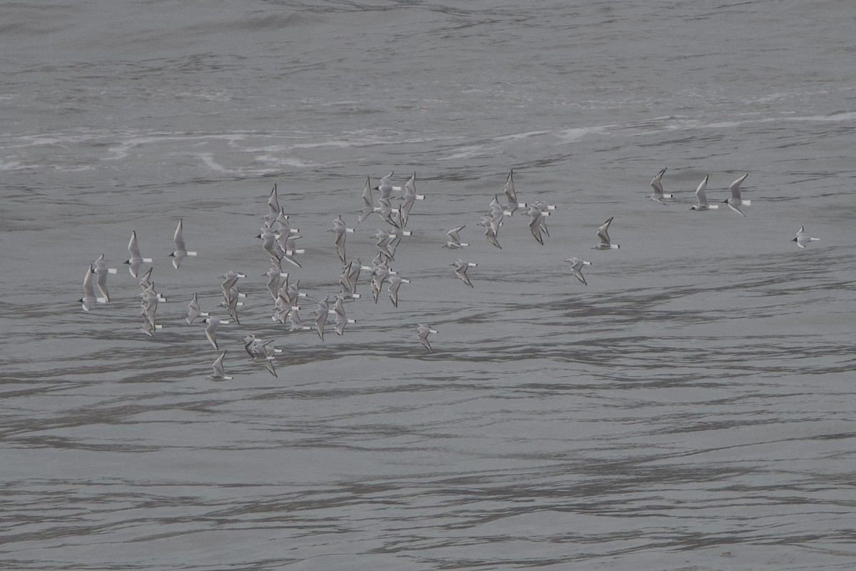 Gaviota de Bonaparte - ML634859022