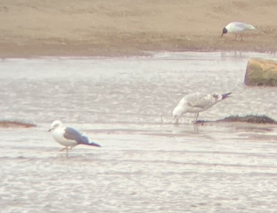 Lesser Black-backed Gull - ML634859069