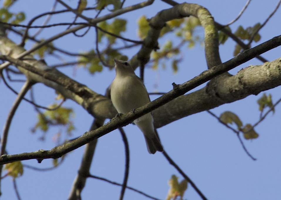 Sängervireo - ML634859076
