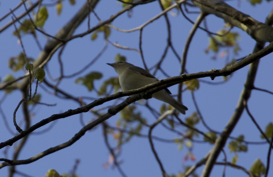 Sängervireo - ML634859077