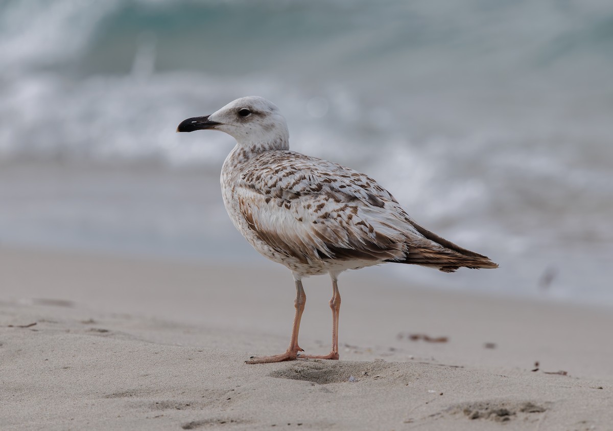 Yellow-legged Gull - ML634859082
