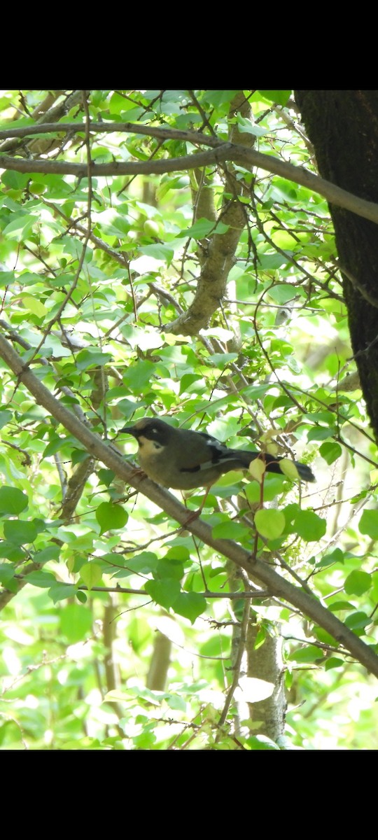Variegated Laughingthrush - ML634859113
