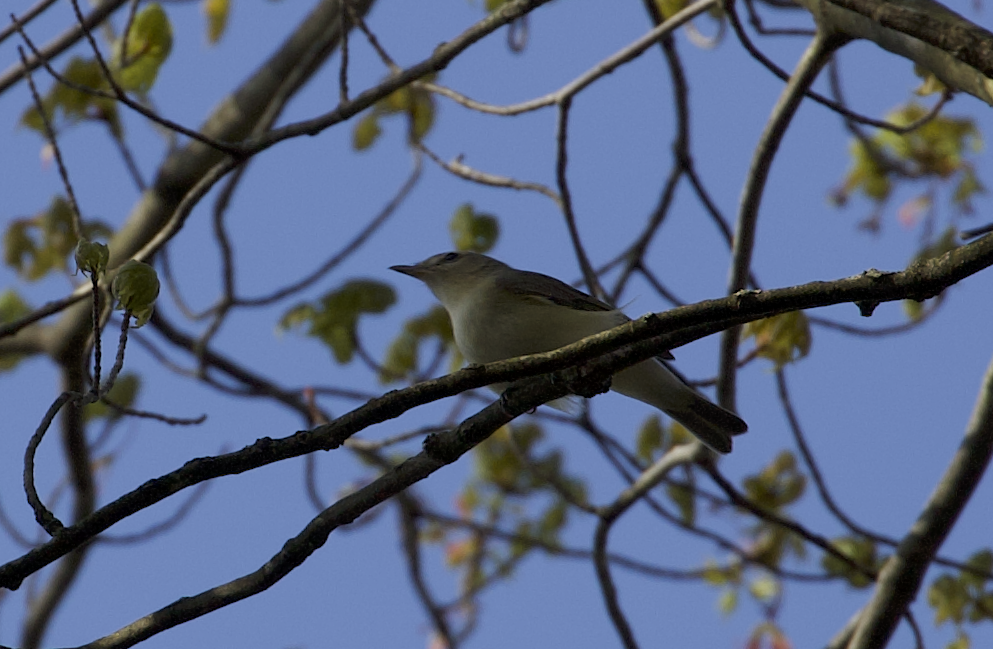 Sängervireo - ML634859190