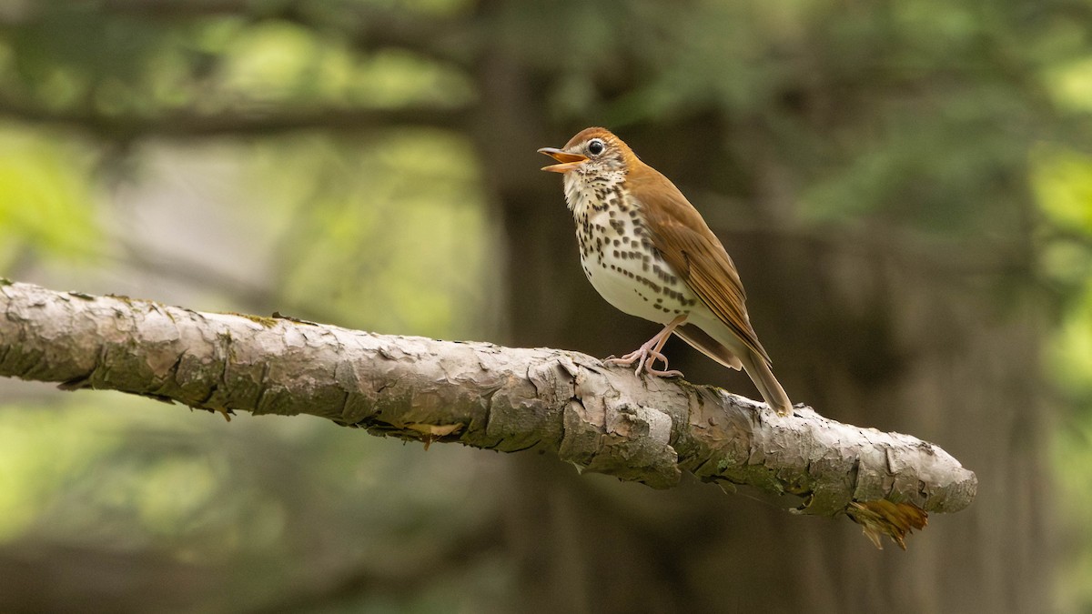 Wood Thrush - ML634859450