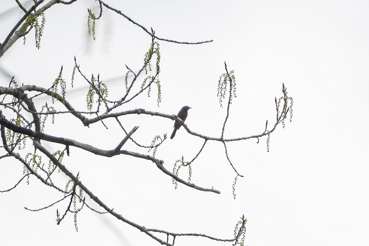 Orchard Oriole - ML634859516