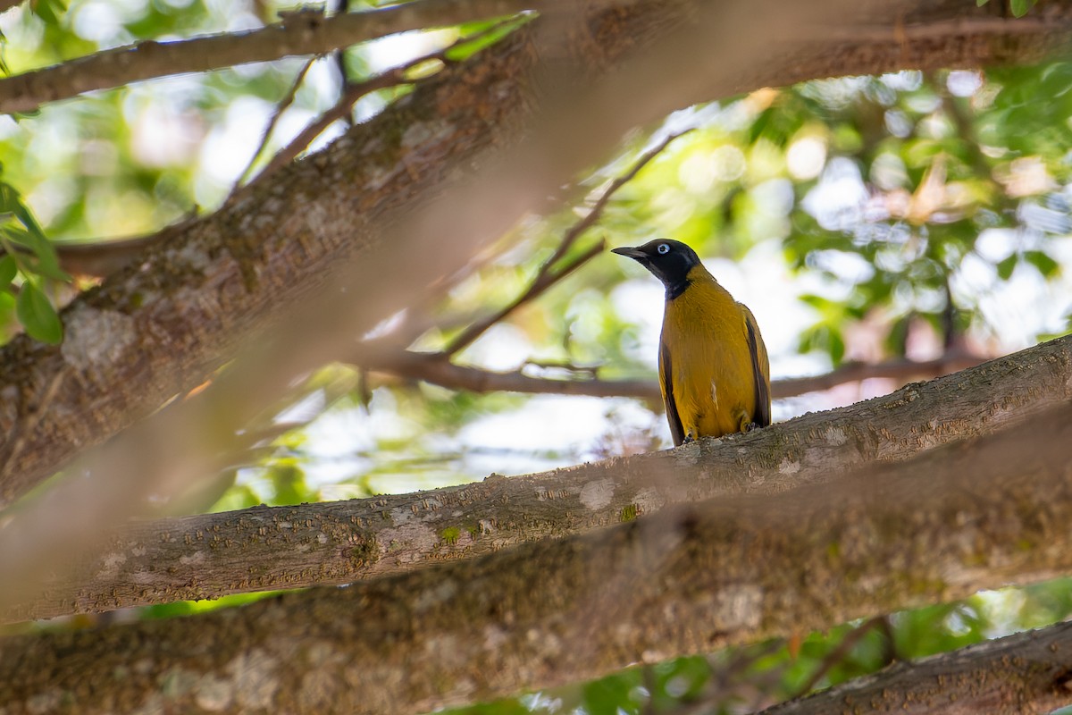 Black-headed Bulbul - Sujan Abu Jafar