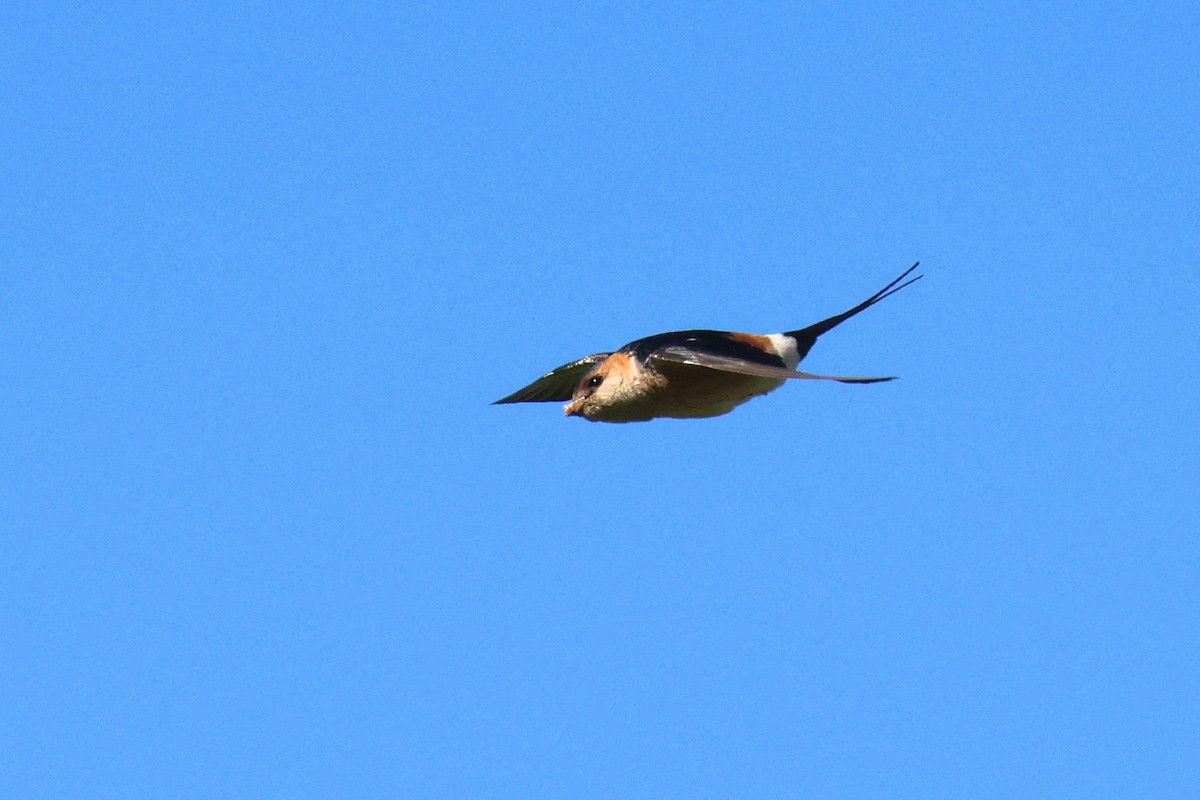 European Red-rumped Swallow - ML634859928