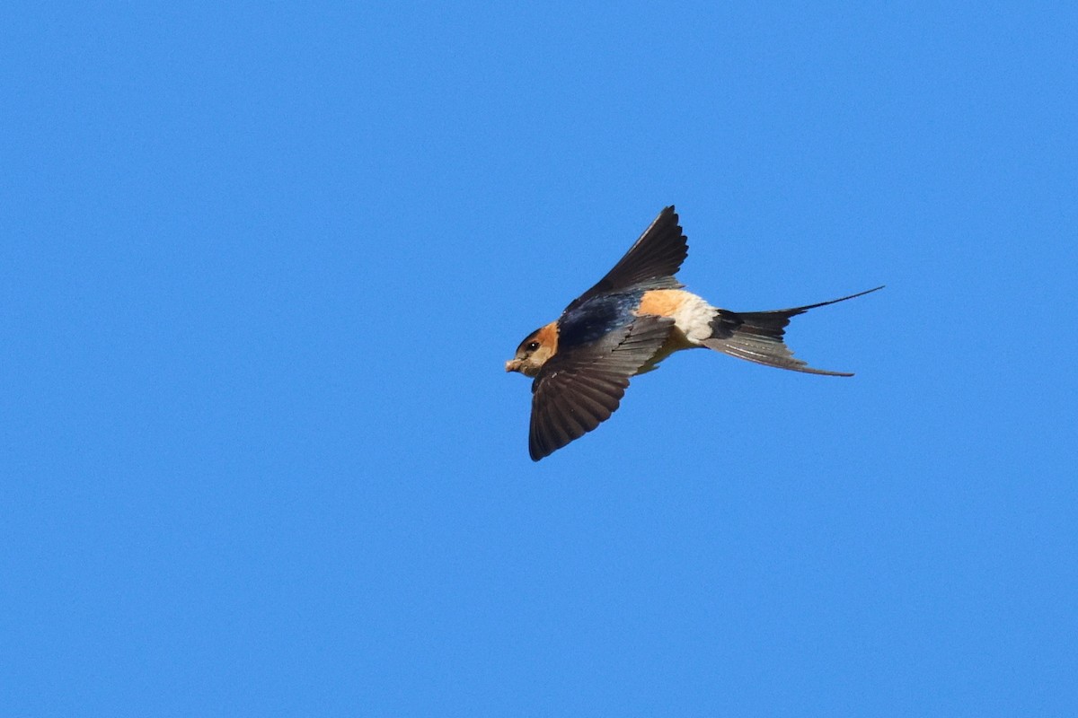 European Red-rumped Swallow - ML634859961