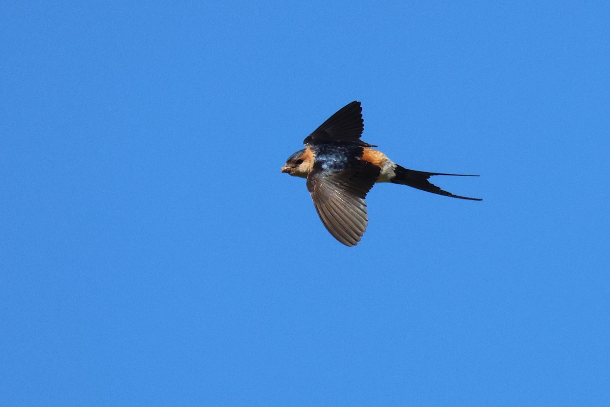 European Red-rumped Swallow - ML634859993