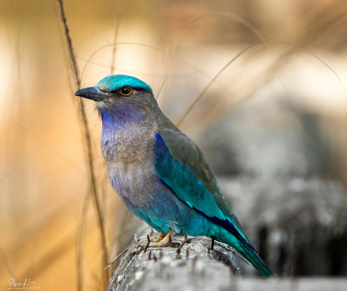 Indian x Indochinese Roller (hybrid) - ML634860111