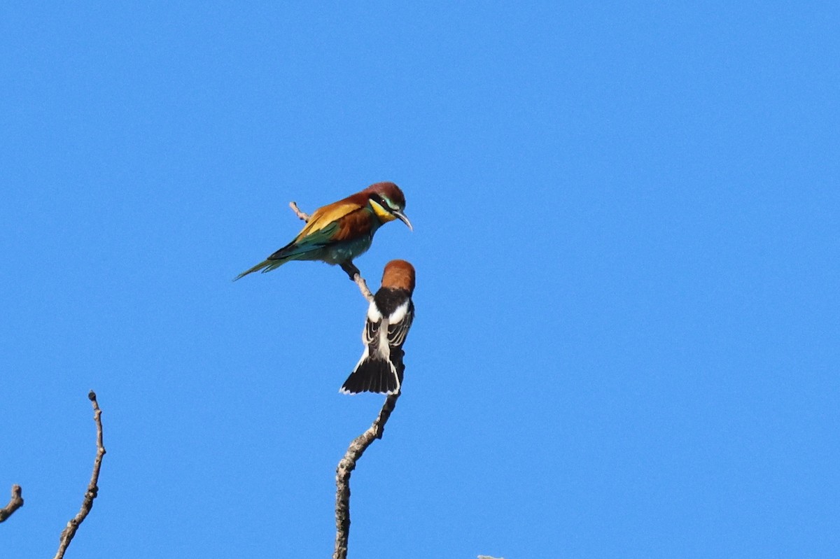 Woodchat Shrike - ML634860182