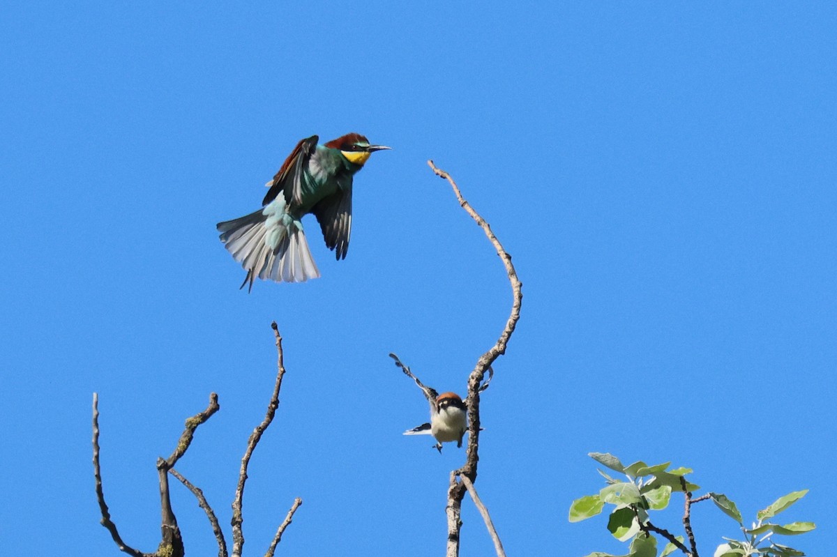 Woodchat Shrike - ML634860183
