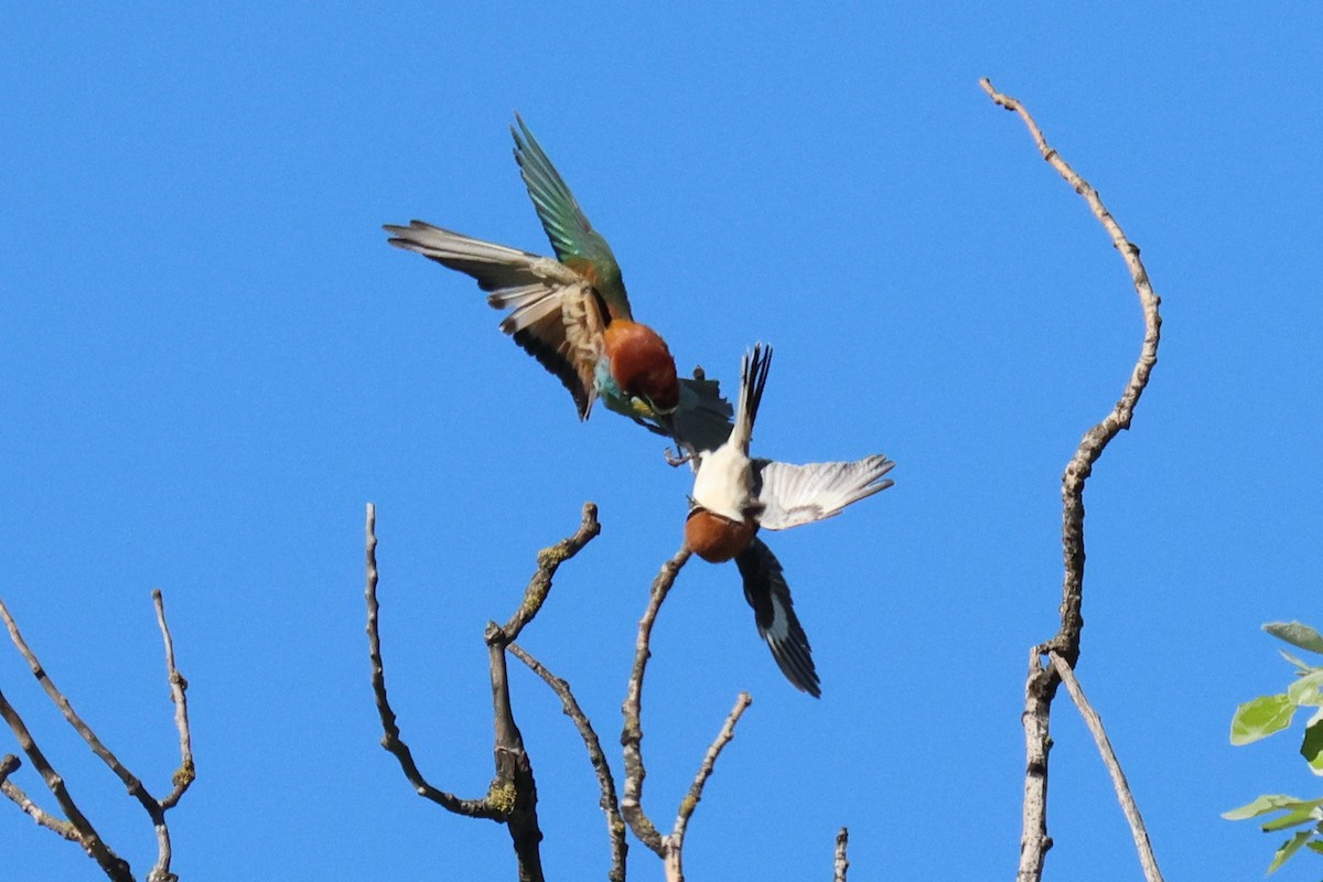 Woodchat Shrike - ML634860184