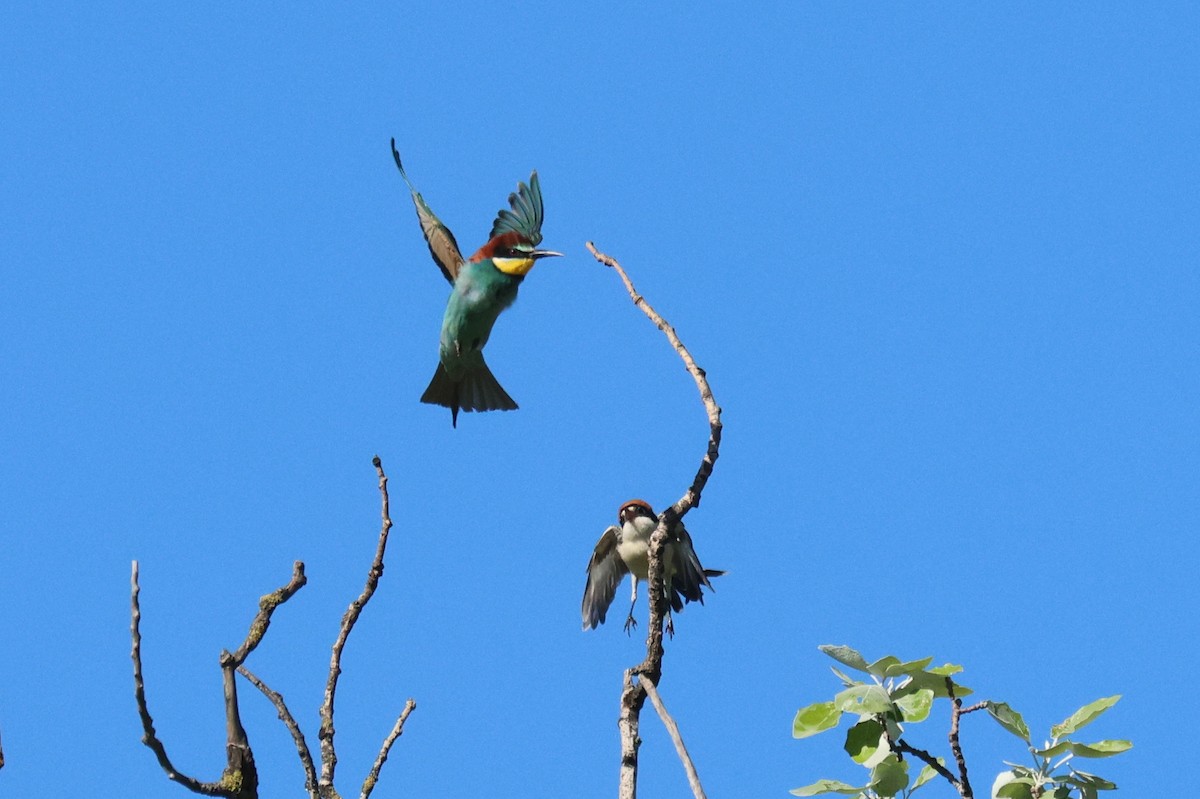 Woodchat Shrike - ML634860185