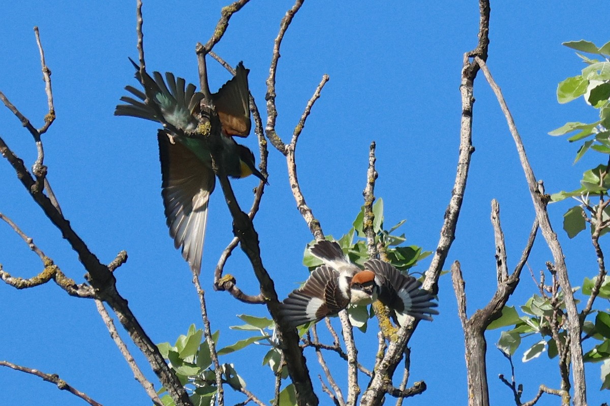 Woodchat Shrike - ML634860186