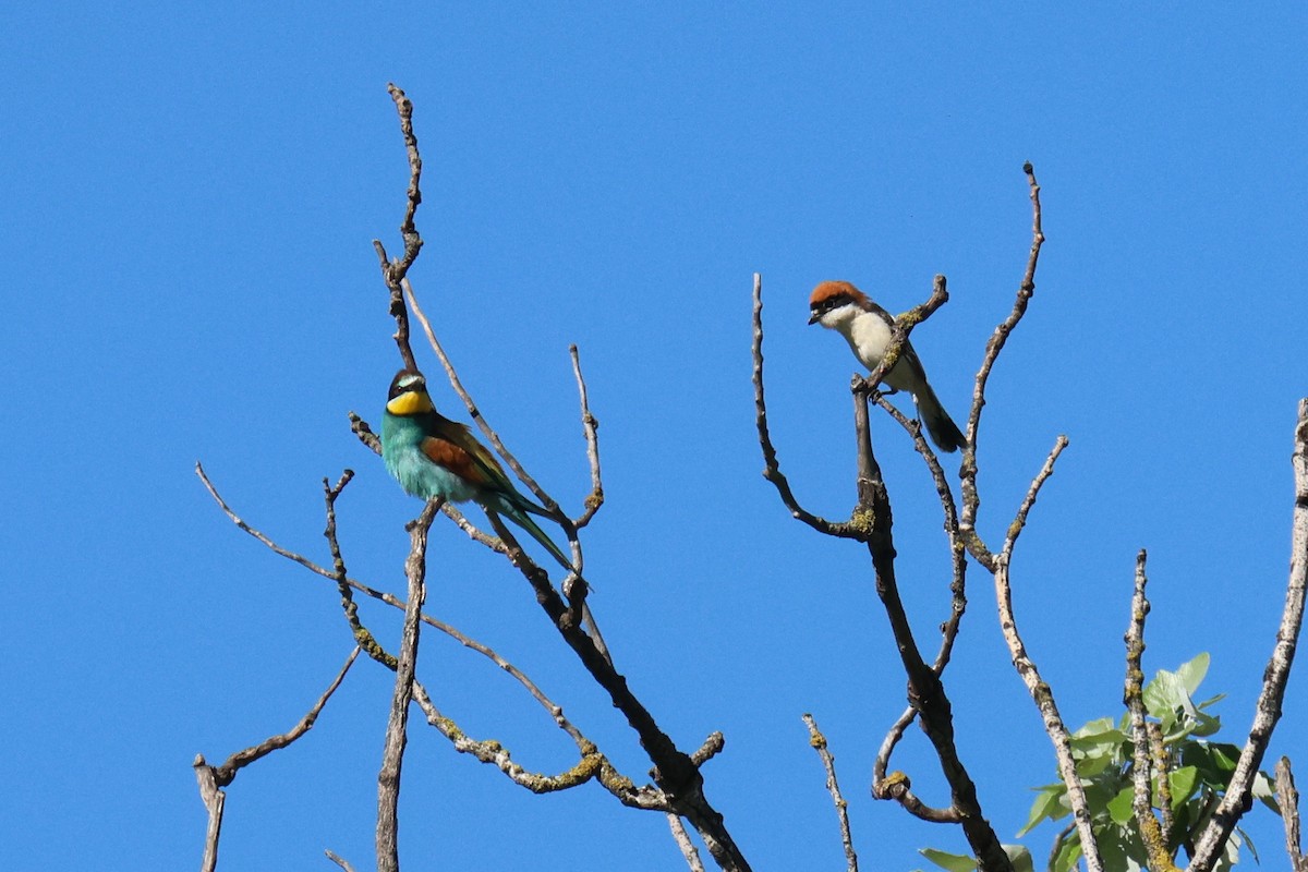Woodchat Shrike - ML634860187