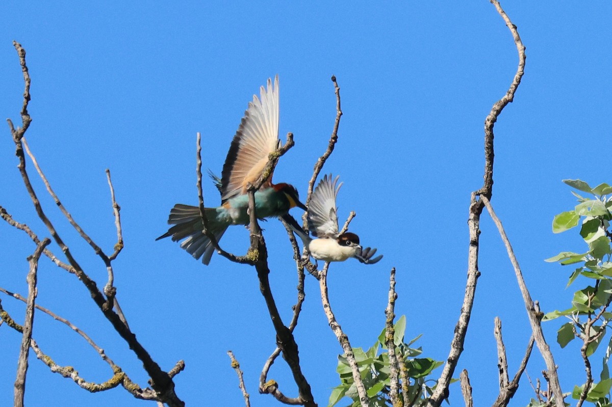 Woodchat Shrike - ML634860188